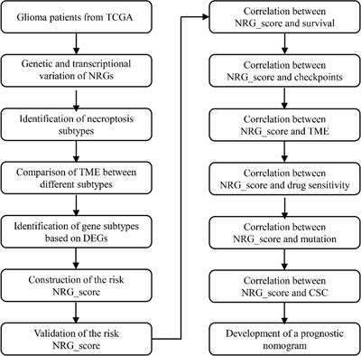 The Identification of Necroptosis-Related Subtypes, the Construction of a Prognostic Model, and the Characterization of the Tumor Microenvironment in Gliomas